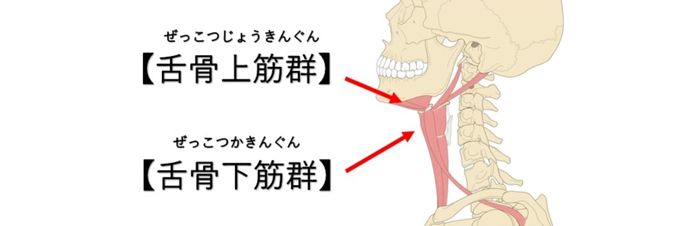 舌骨と位置と筋肉の関係