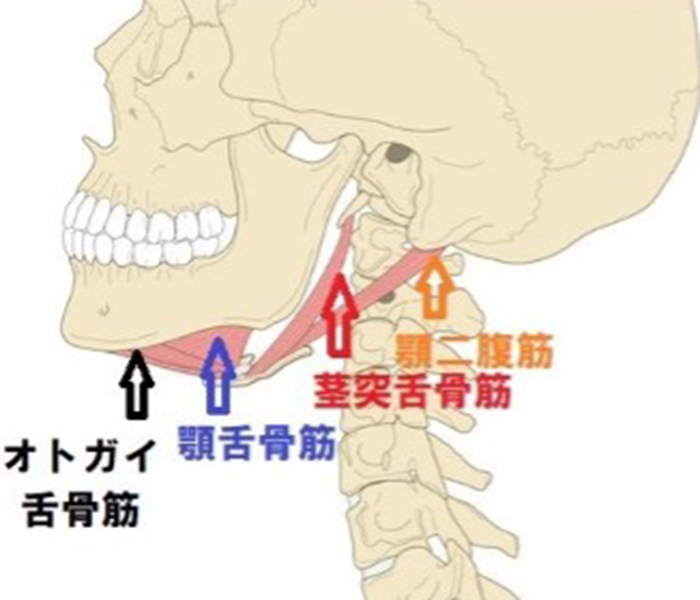 舌骨