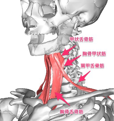 舌骨下筋群